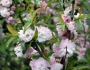 Prunus glandulosa image