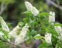 Prunus grayana image