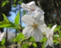 Prunus jamasakura image