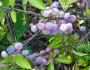 Prunus maritima image