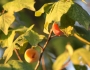 Prunus mexicana image
