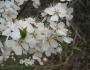 Prunus nigra image
