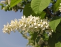 Prunus padus image