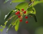Prunus pensylvanica image