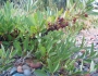 Prunus pumila image