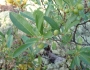 Prunus besseyi image
