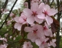 Prunus sargentii image