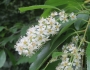 Prunus serotina image