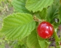 Prunus tomentosa image