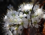 Prunus umbellata image