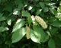 Prunus virginiana image