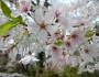 Prunus ×yedoensis image