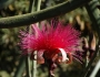 Pseudobombax ellipticum image