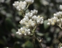 Pseudognaphalium californicum image