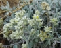 Pseudognaphalium canescens image