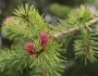 Pseudotsuga menziesii image