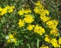 Psilostrophe tagetina image