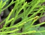 Psilotum nudum image