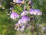 Psoralea pinnata image