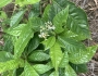 Psychotria nervosa image