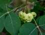 Ptelea trifoliata image