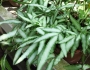 Pteris cretica image
