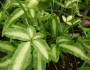 Pteris ensiformis image