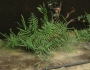 Pteris vittata image