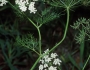 Ptilimnium capillaceum image