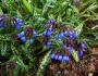 Pulmonaria longifolia image