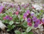 Pulmonaria officinalis image