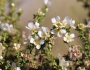 Purshia mexicana image