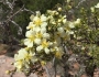 Purshia stansburiana image