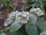 Pycnanthemum incanum image