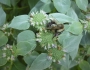 Pycnanthemum muticum image