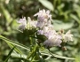 Pycnanthemum tenuifolium image
