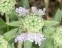 Pycnanthemum verticillatum image