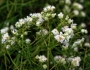 Pycnanthemum virginianum image