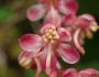 Pyrola asarifolia image