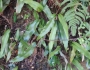 Pyrrosia lingua image