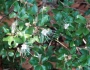 Capparis cynophallophora image