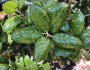Quercus agrifolia image