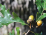 Quercus alba image