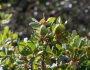 Quercus berberidifolia image