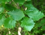 Quercus bicolor image