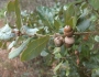 Quercus chapmanii image