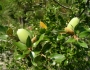 Quercus chrysolepis image