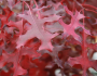 Quercus coccinea image