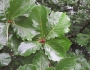 Quercus dentata image