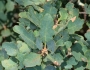 Quercus douglasii image